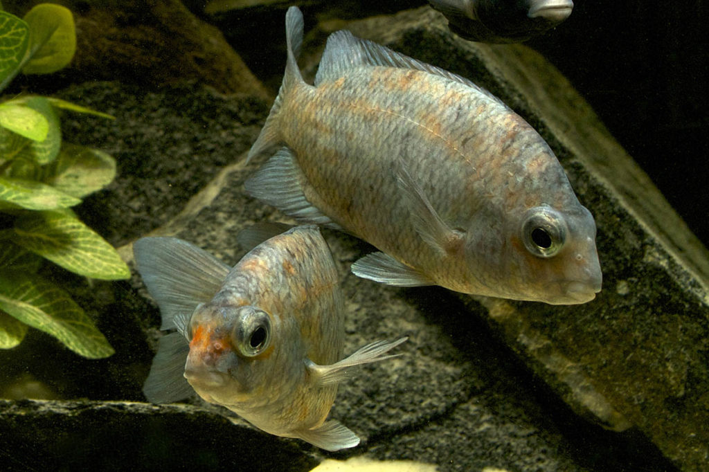 The Calico Damba (Paretroplus kieneri) is a CARES Priority species which aquarists can help to preserve even if only for the hobby as native populations suffer from habitat loss and introduced species