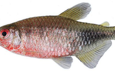 Charismatic New Brazilian Tetra Species Found In Blackwater Reservoir