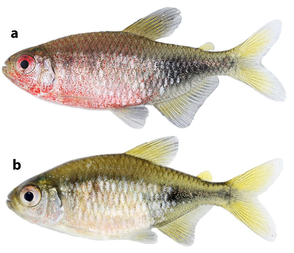 Phycocharax rasbora, MZUSP 119843, paratype, 29.1 male (a) and MZUSP 115313, paratype, 26.4 mm SL, female (b), immediately after collection. CC-BY-4.0