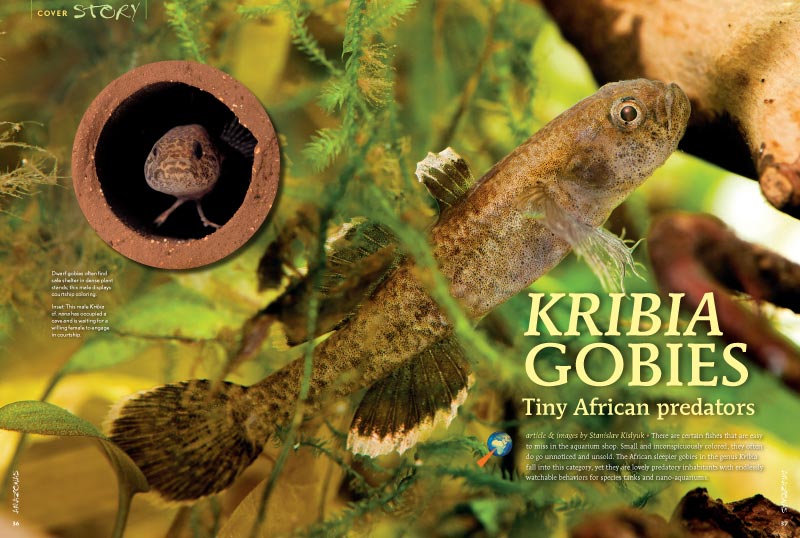 "The African sleepier gobies in the genus Kribia...are lovely predatory inhabitants with endlessly watchable behaviors for species tanks and nano-aquariums." Stanislav Kislyuk shares his experiences.