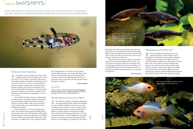 AMAZONAS Magazine's must-read Species Snapshots keeps an eye on the newest and most interesting freshwater fish coming into the aquarium trade. In this issue: Roux’s Pygmy Goby (Pandaka rouxi), Black Neon Ricefish (Oryzias woworae “Black”), the new Blue Punk Ram (Mikrogeophagus ramirezi “Blue Punk”), Gabon Dwarf Cichlid (Parananochormis gabonicus), the rare West African Parananochromis brevirostris, and the Samurai Puffer (Dichotomyctere etythrotaenia).