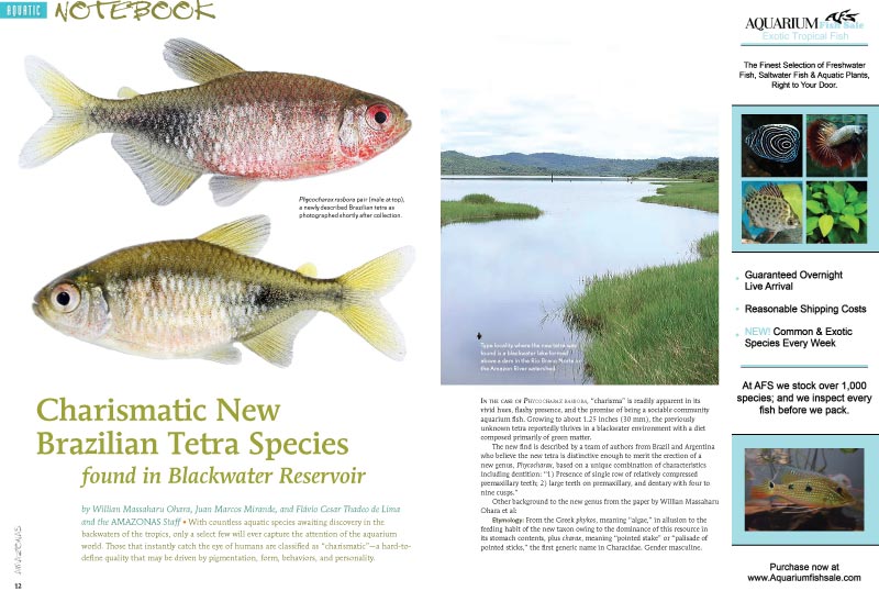 Aquatic Notebook highlights the "Charismatic New Brazilian Tetra Species found in Blackwater Reservoir," by by Willian Massaharu Ohara, Juan Marcos Mirande, and Flávio Cesar Thadeo de Lima and the AMAZONAS Staff.