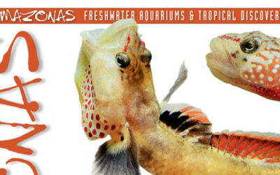 AMAZONAS Magazine “Beguiling Gobies” Inside Look