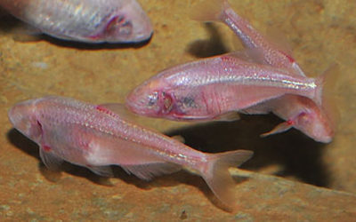 Keeping Blind Cave Fishes (or not)