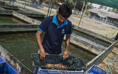 Photo Tour: Sri Lanka’s Ornamental Fish Breeding and Training Center