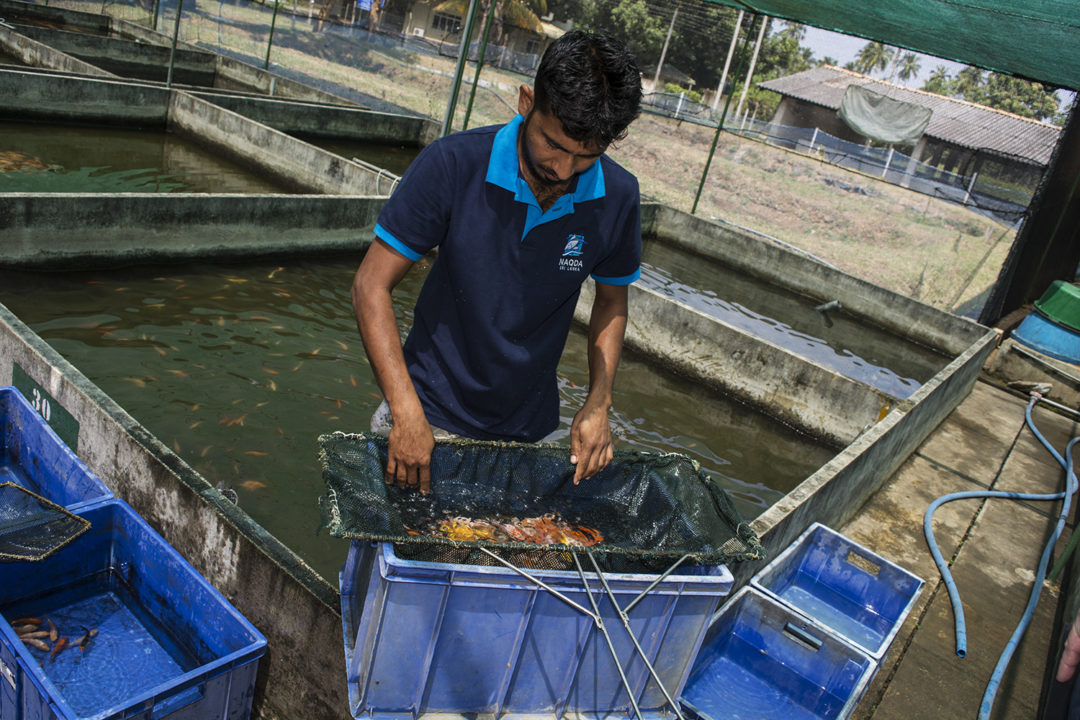 Photo Tour: Sri Lanka's Ornamental Fish Breeding and Training Center ...