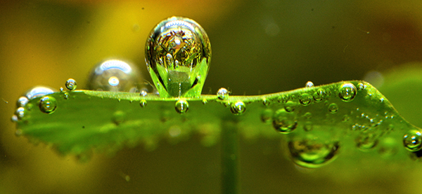 When healthy plants are actively performing photosynthesis in the presence of supplemental carbon dioxide, beautiful bubbles of oxygen can be seen streaming from the leaves.