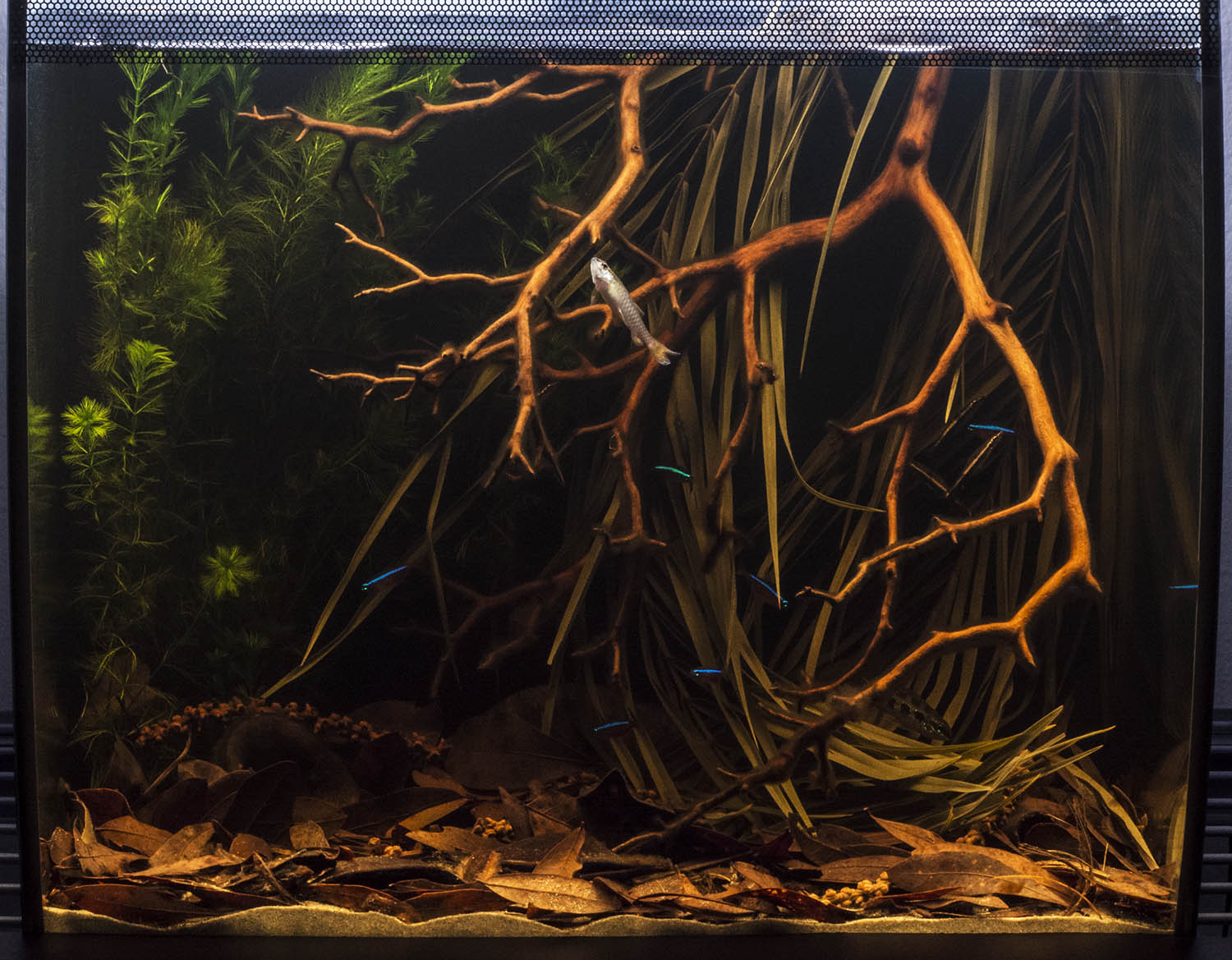 L'aquarium biotope amazonien d'Amazon