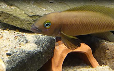 VIDEO Bonus: Neolamprologus pectoralis with Fry