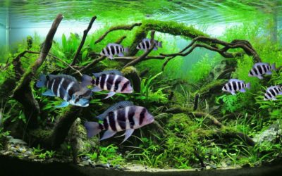 VIDEO: Frontosa in a Planted Tank?