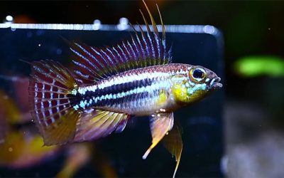 VIDEO: Apistogramma bitaeniata “Mamuri”