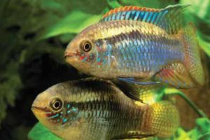 Dwarf Flag Cichlids, Laetecara curviceps, pair in courting mode. This species takes on iridescent colors and goes into spawning mode in the author’s patio water gardens. Image by Christian Piednoir.