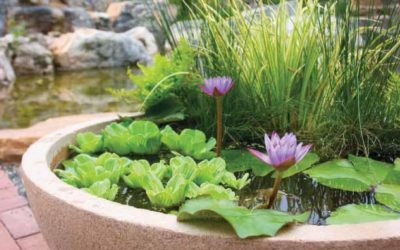 Forget the Goldfish—Stocking a Patio Water Garden