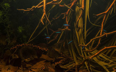 Building a Biotope: A Step-by-Step Rio Negro Aquarium