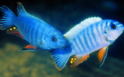 Three New Labeotropheus Species from Lake Malawi