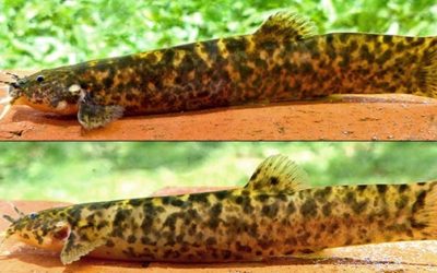 New Pencil Catfish Species from an Argentinian Waterfall