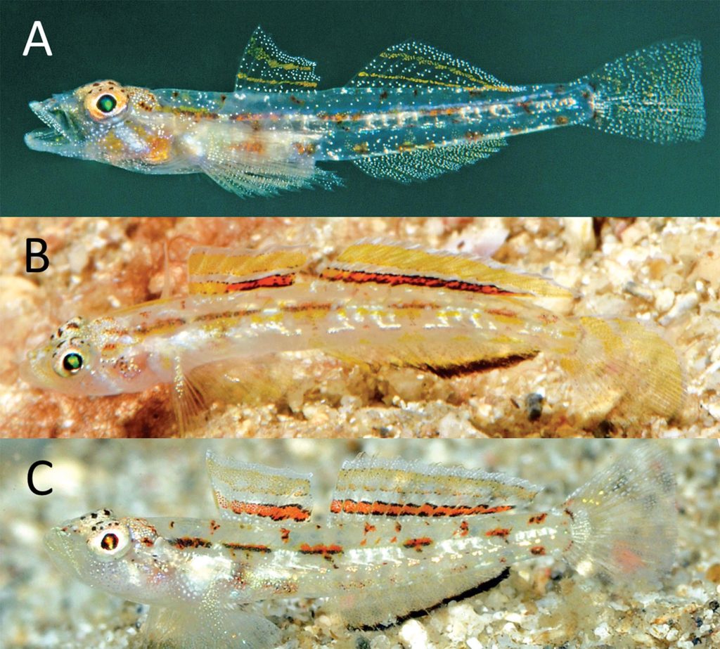 Adult males for three new species of Grallenia: A) G. compta; B) G. dimorpha; C) G. rubrilineata. Image credits: Gerald R. Allen &amp; Marl V.<br /> Erdmann