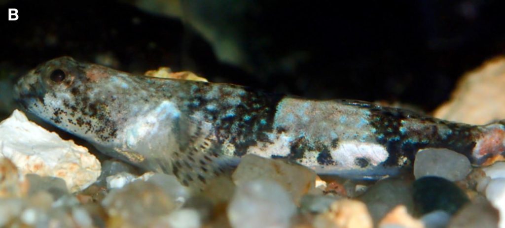 This female Schismatogobius arscuttoli has a subtle charm with a peppering of light blue spots. Image credit: Philippe Keith