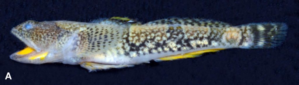 This male Schismatogobius saurii displays several yellow highlights, differentiating it from more somber colored females. Image credit: Nicolas Hubert