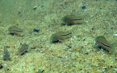 VIDEO: Corydoras and More in Comté River Biotope