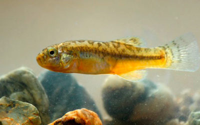 New Genus and Species of Andean Killifish