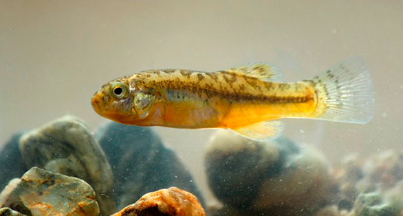 New Genus and Species of Andean Killifish
