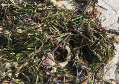 A tangle of seagrass, gorgonians, sponges, and fish, on Miami Beach, 9/13/17