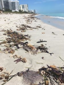 More images from Miami Beach in the aftermath of Hurricane Irma, with gorgonians and seagrasses littering the beaches.