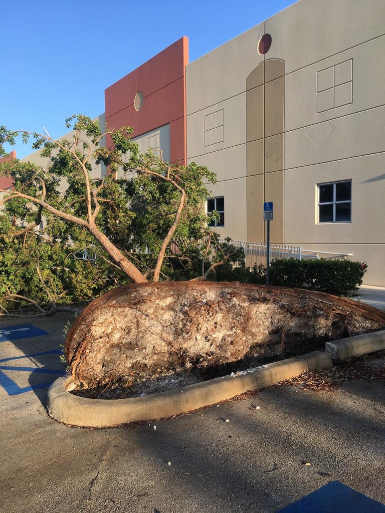 A tree lost outside the Two Little Fishies office.