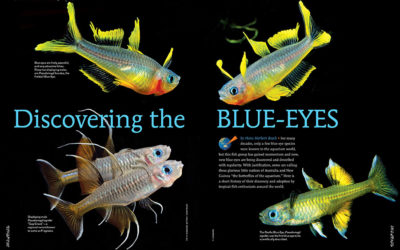 AMAZONAS Magazine “BLUE-EYES” Inside Look