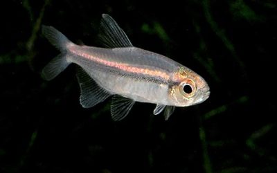 Rare Vilmae Tetras at Nautilus Tropical Fish Wholesale