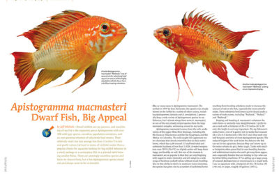 AMAZONAS Magazine “PALUDARIUM PRIMER” Inside Look