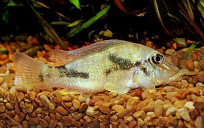 A Quick Look at Retroculus Cichlids