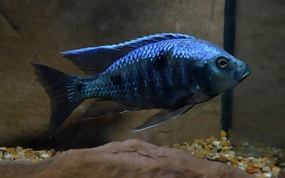 ACA Statement on Wild Collection of Aquarium Fish