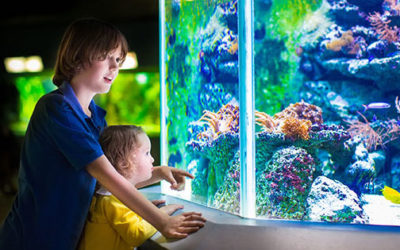 Aquatics Leadership: Time to Unify or See the End of the Age of Aquariums