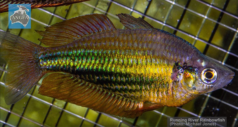 VIDEO: Saving the Running River Rainbowfish