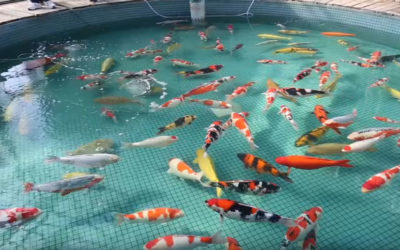 Video: Incredible Japanese Koi–Buying Documentary