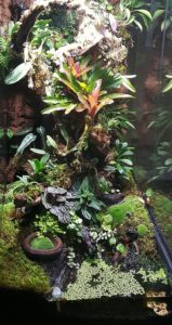 The small pond at the base of Dr. Adeljean Ho's orchid-filled vertical vivarium houses even more secrets.