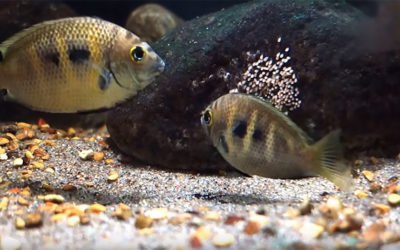 VIDEO: Etroplus canarensis, from Eggs to Juveniles