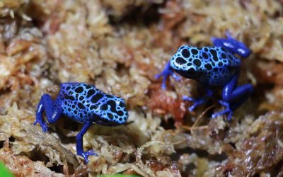 INTERVIEW: Orchids, Dart Frogs and Tiny Fishes, Part 3