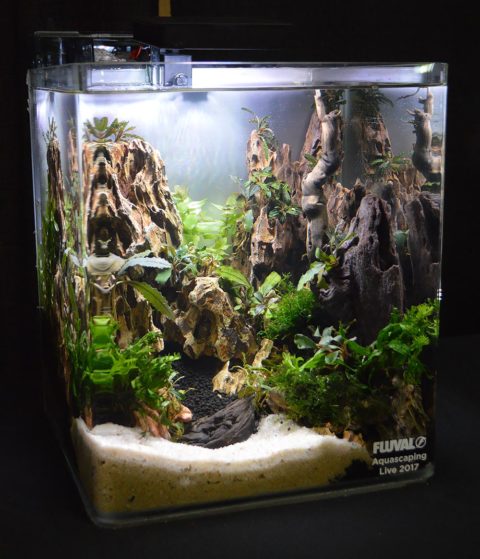 Aquascaping Live! 2017 Small Planted Tanks - AMAZONAS Magazine