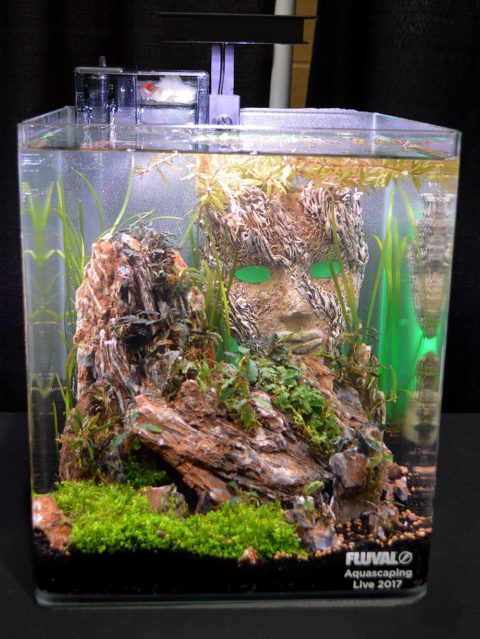 Aquascaping Live! 2017 Small Planted Tanks | AMAZONAS Magazine