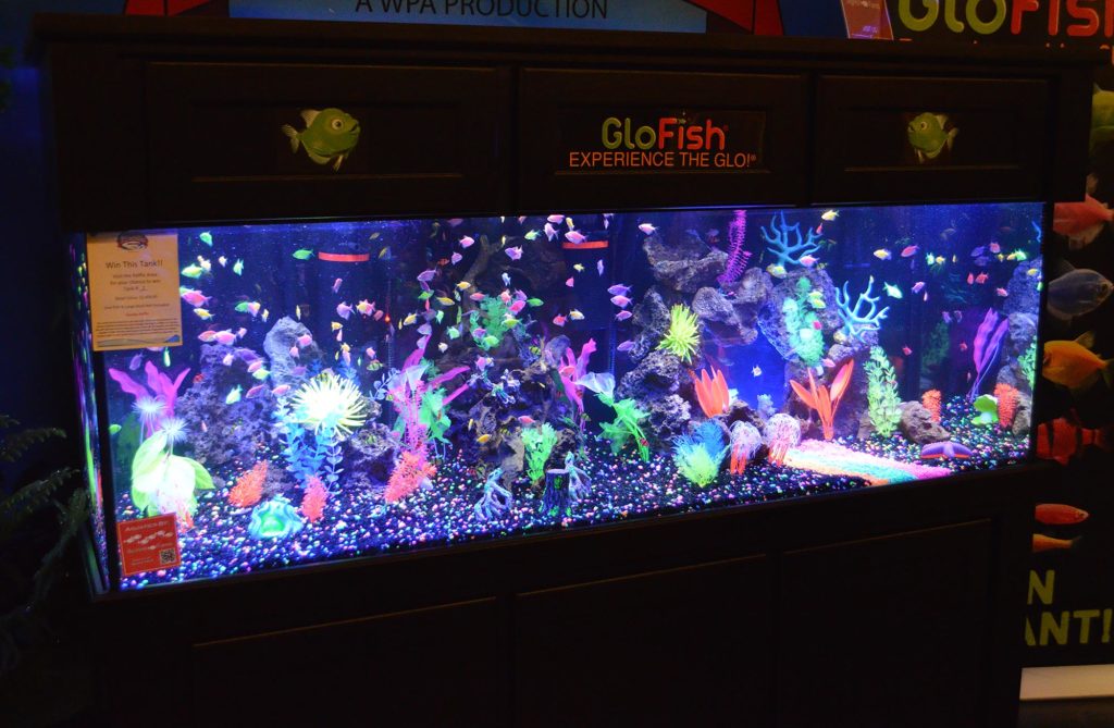 How many of the new fluorescent sharks can you spot in this GloFish® display from 2017's Aquatic Experience-Chicago? Image copyright: Matt Pedersen