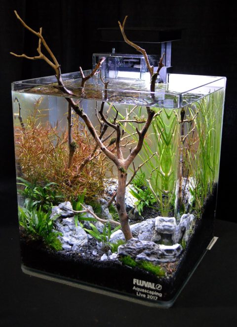 Aquascaping Live! 2017 Small Planted Tanks | AMAZONAS Magazine