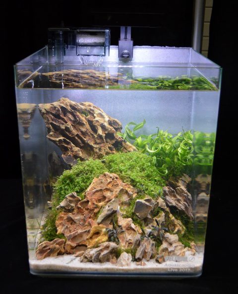 Aquascaping Live! 2017 Small Planted Tanks | AMAZONAS Magazine