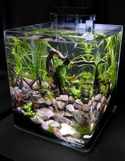 Aquascaping Live! 2017 Small Planted Tanks | AMAZONAS Magazine