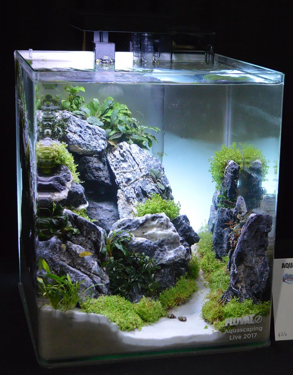 Aquascaping Live! 2017 Small Planted Tanks - AMAZONAS Magazine