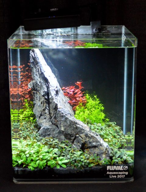 Aquascaping Live! 2017 Small Planted Tanks | AMAZONAS Magazine