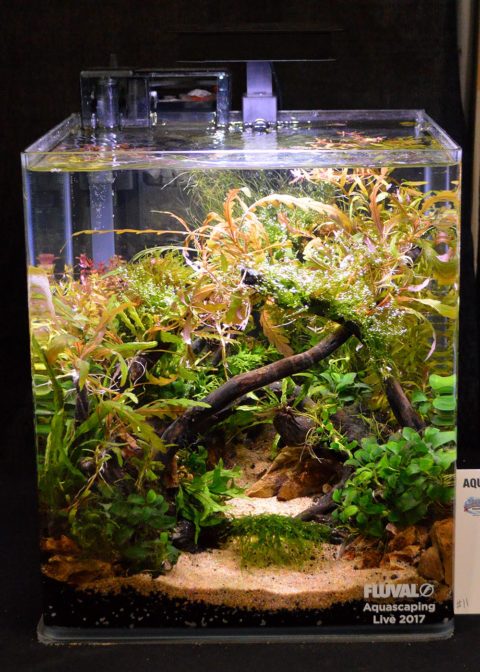 Aquascaping Live! 2017 Small Planted Tanks | AMAZONAS Magazine