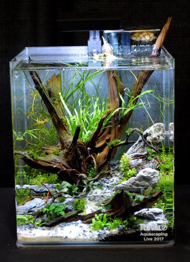 Aquascaping Live! 2017 Small Planted Tanks | AMAZONAS Magazine